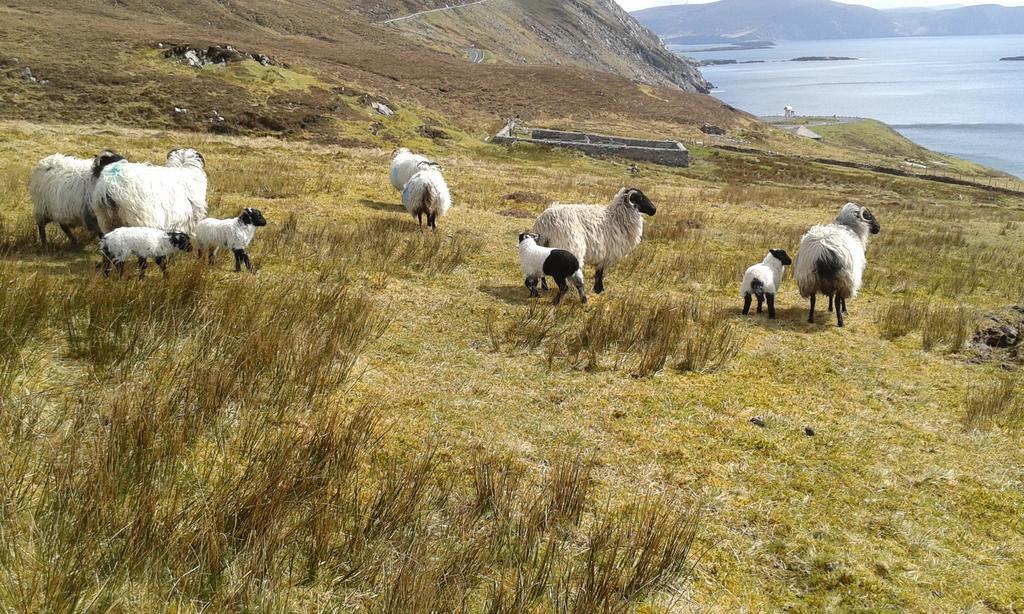 Achill West Coast House Bed & Breakfast Dooagh Eksteriør bilde